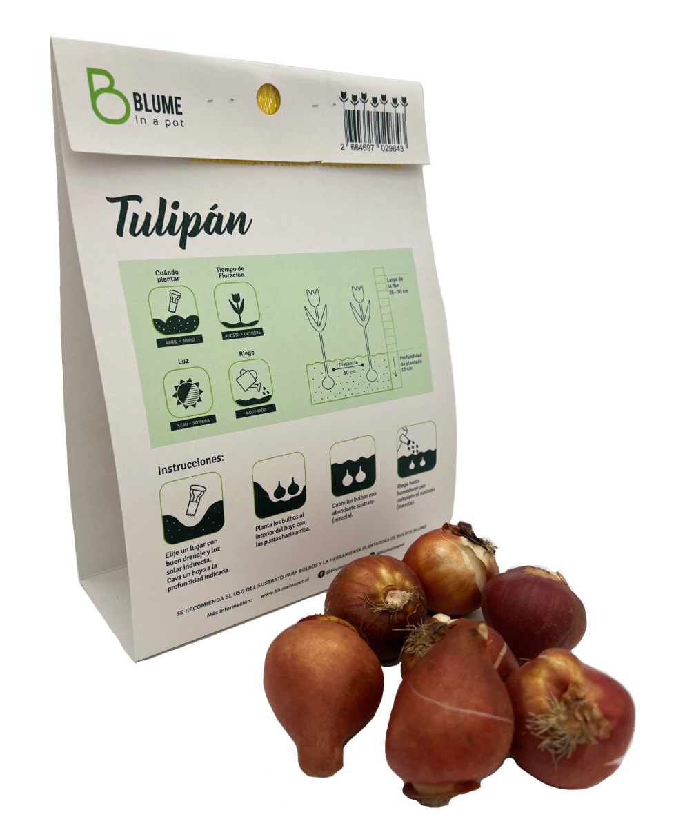 Pack 7 bulbos tulipán2