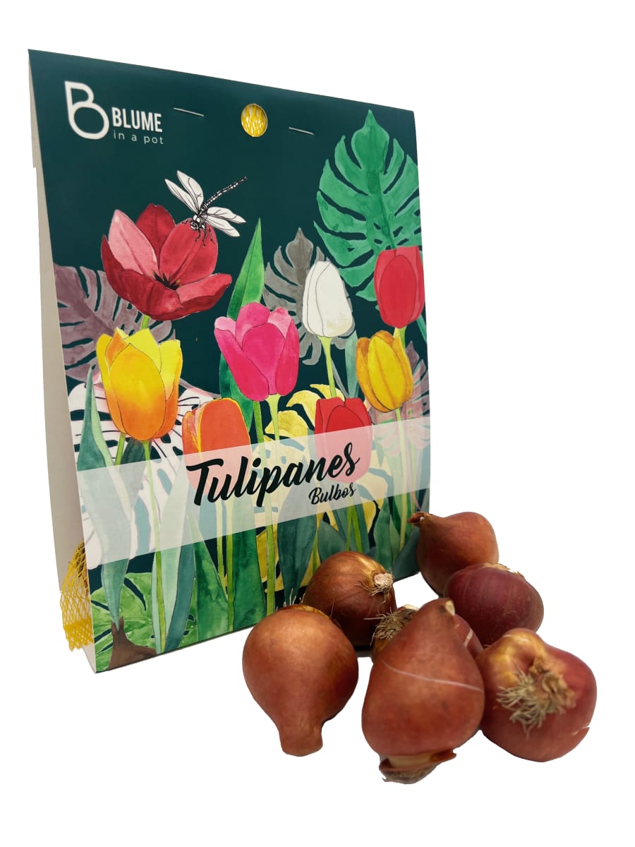 Pack 7 bulbos tulipán1