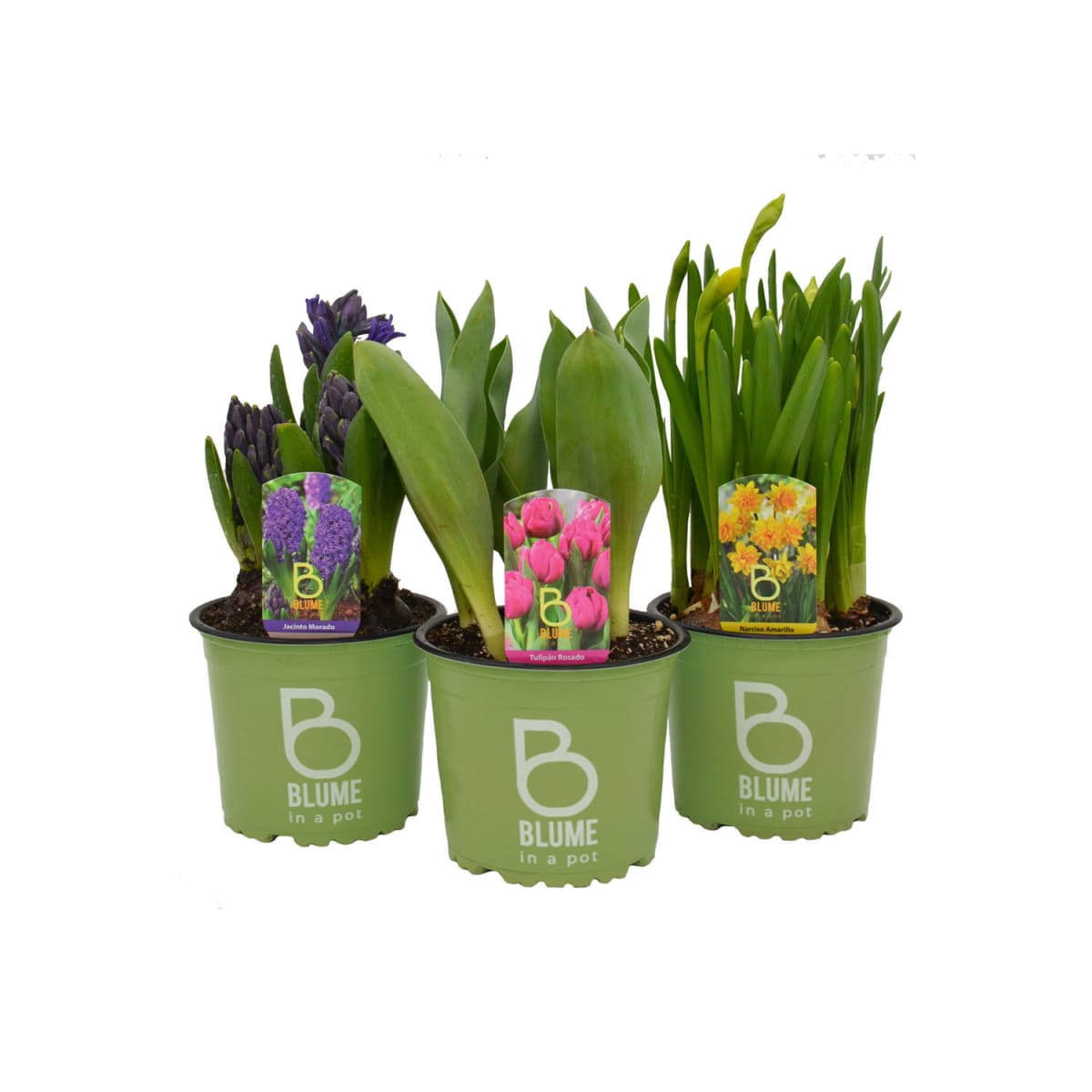 Suscripción Trimestral1