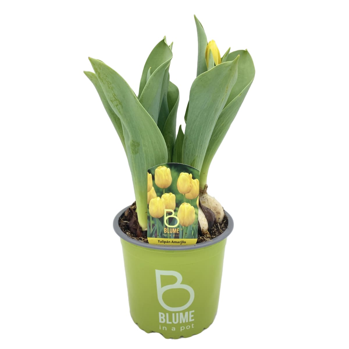 Tulipanes en macetero plástico1