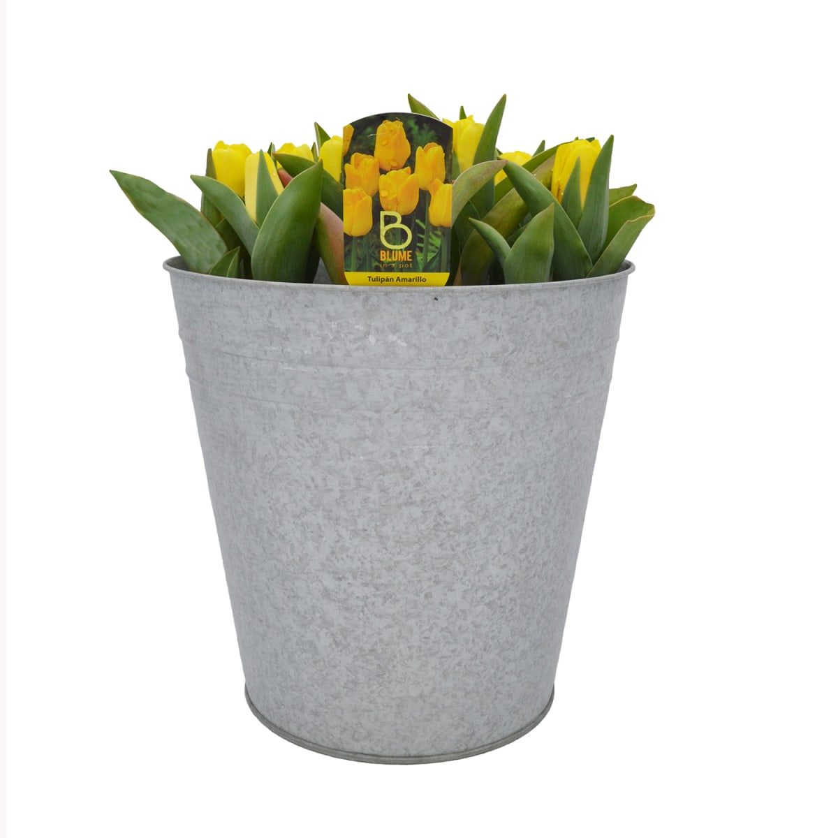 Laton grande con tulipanes5