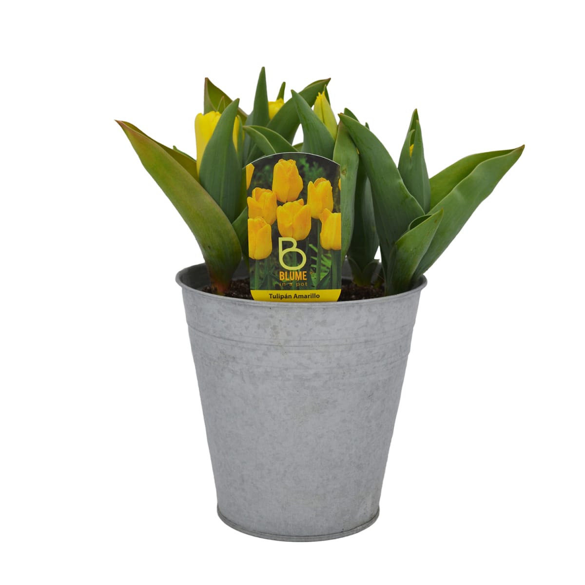 Tulipanes en macetero de latón1