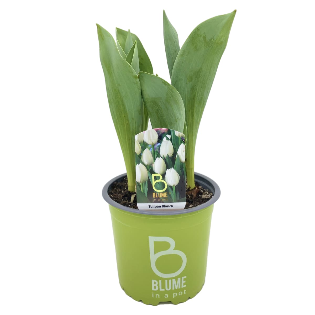 Tulipanes en macetero plástico2