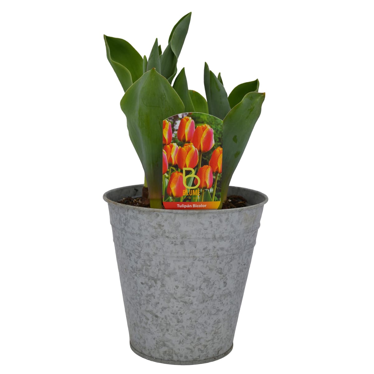 Tulipanes en macetero de latón7