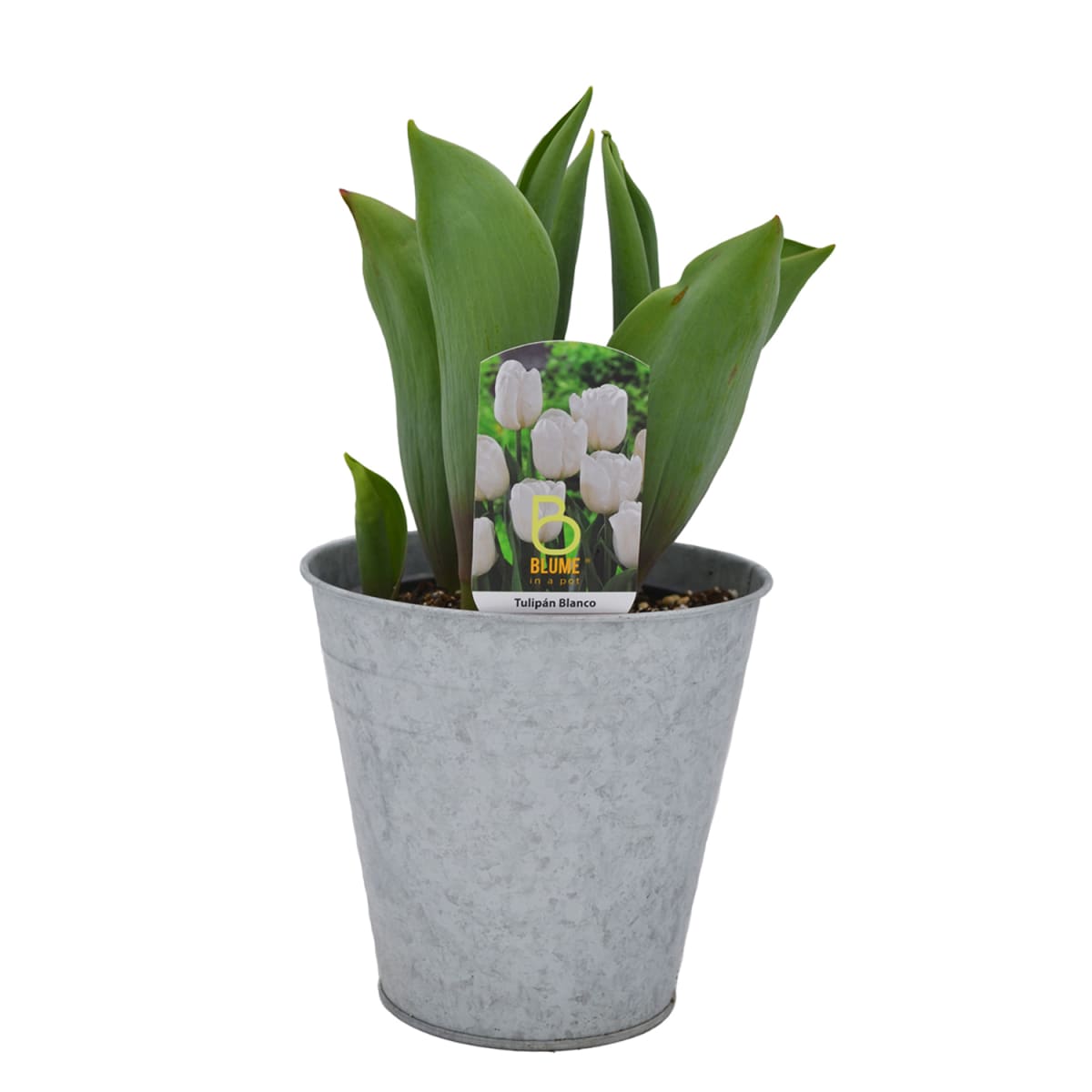 Tulipanes en macetero de latón2