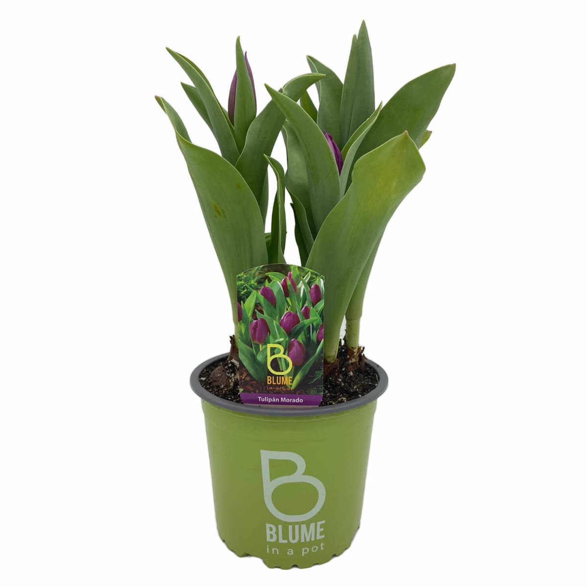 Tulipanes en macetero plástico5