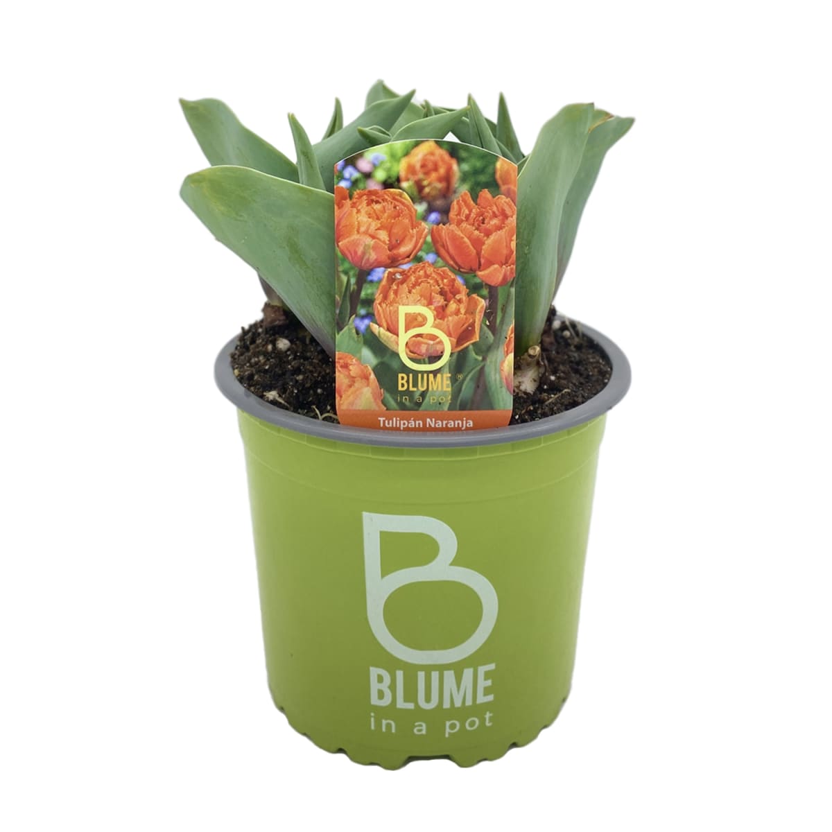 Tulipanes en macetero plástico5