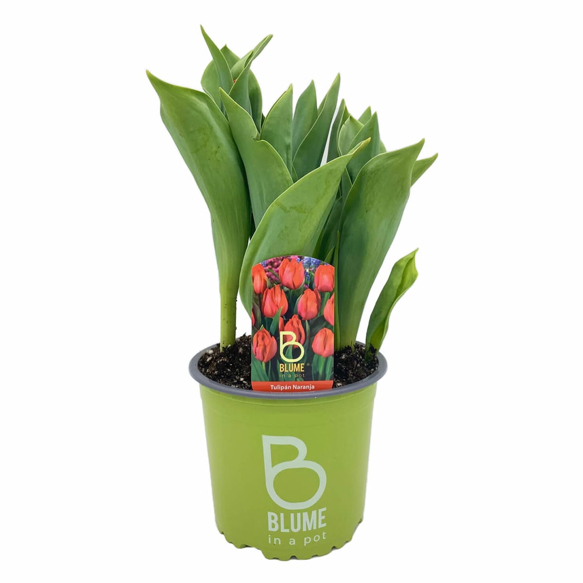 Tulipanes en macetero plástico6