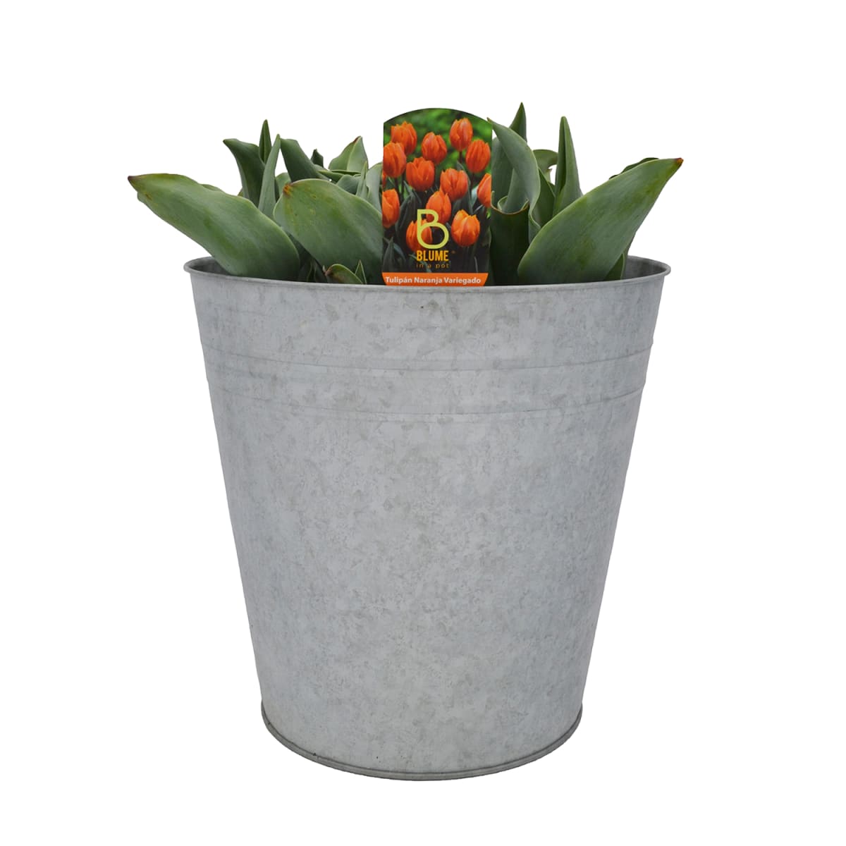 Laton grande con tulipanes6