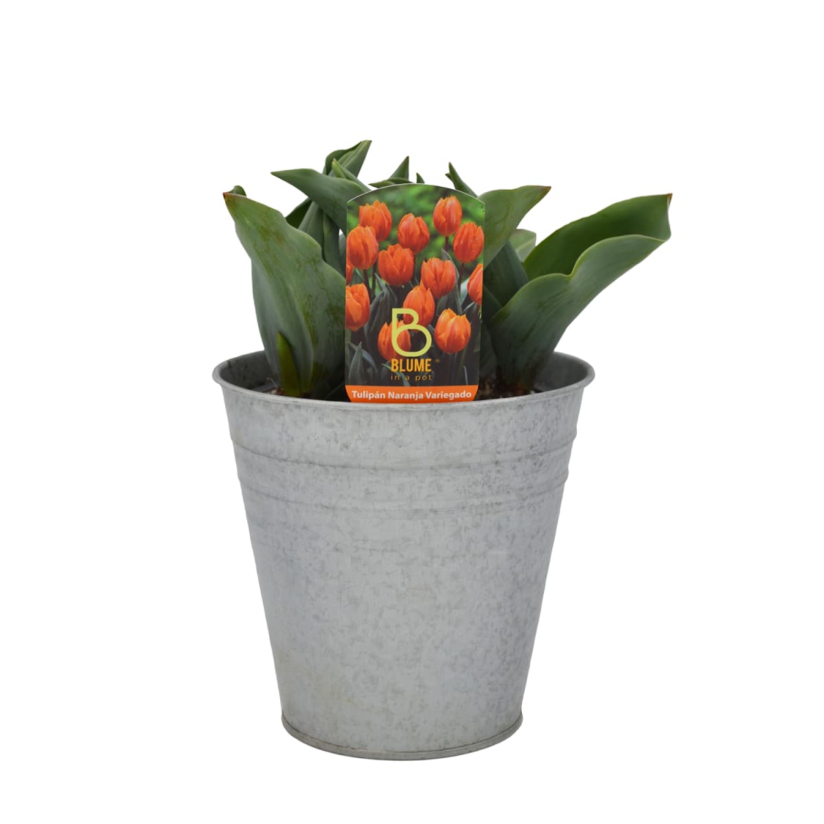 Tulipanes en macetero de latón4