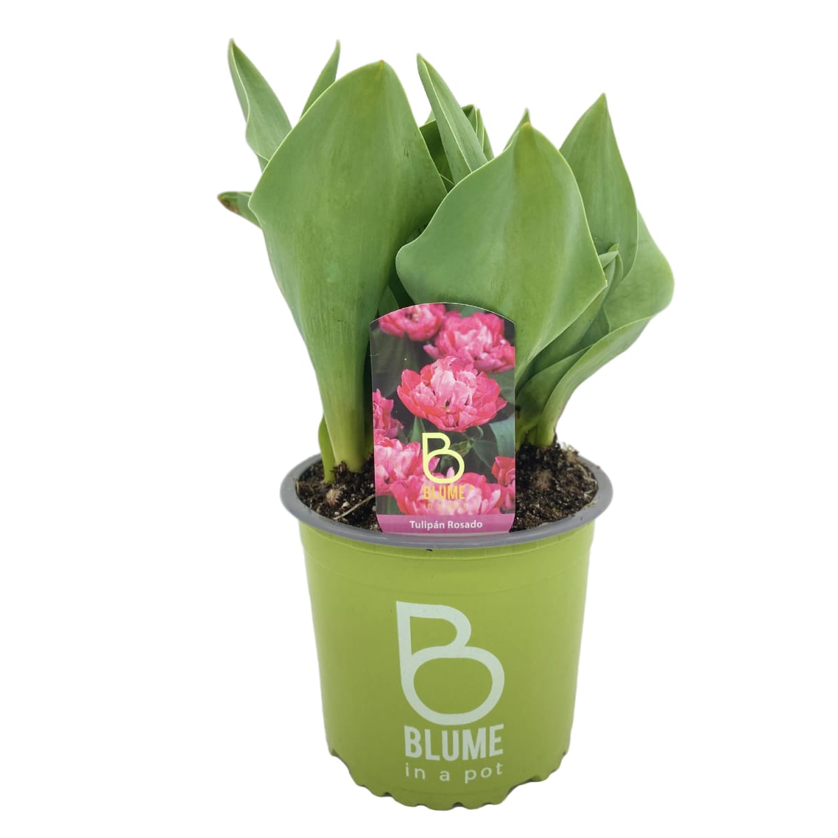 Tulipanes en macetero plástico3