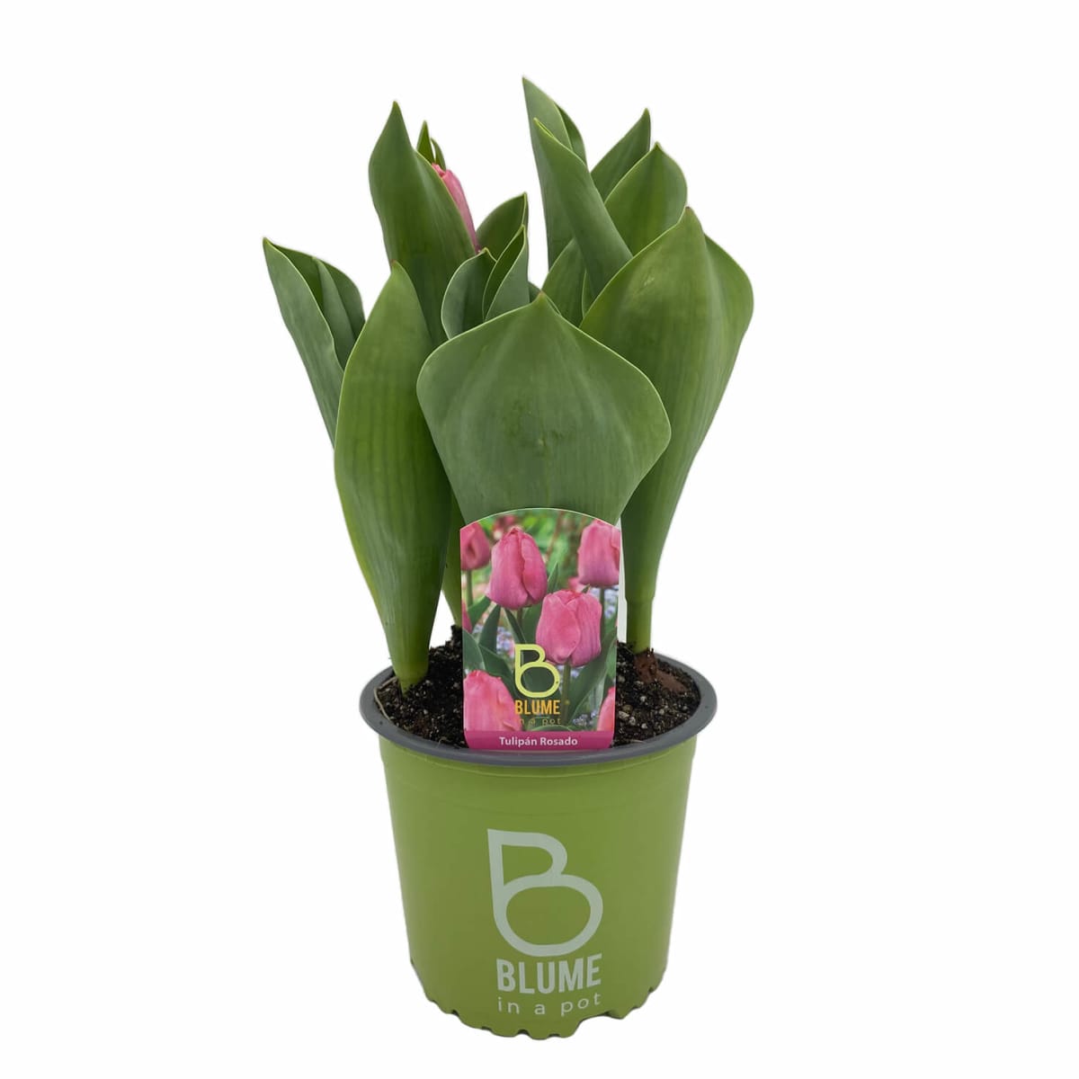 Tulipanes en macetero plástico7