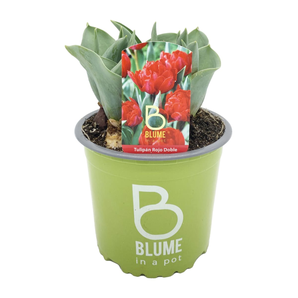 Tulipanes en macetero plástico6