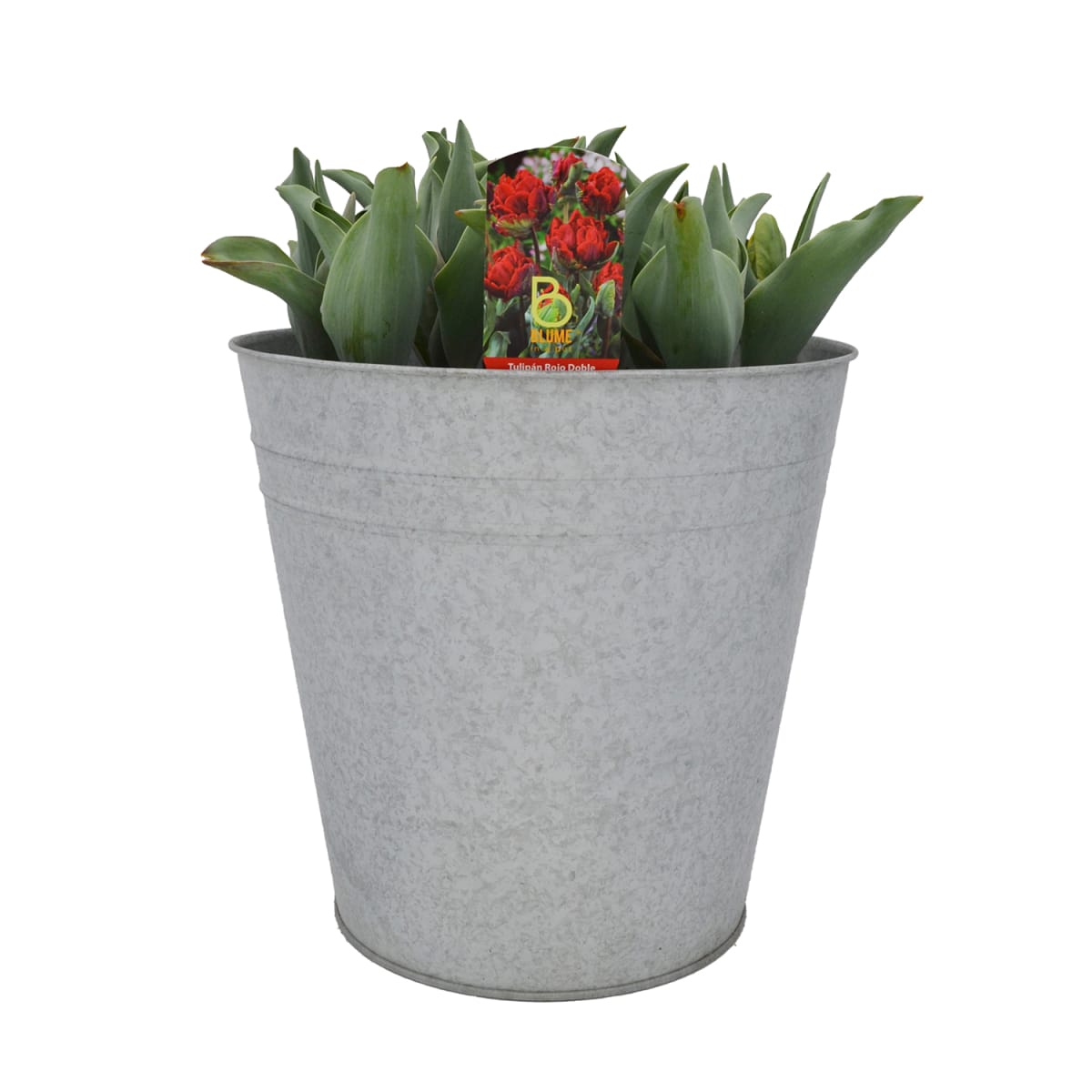 Laton grande con tulipanes8