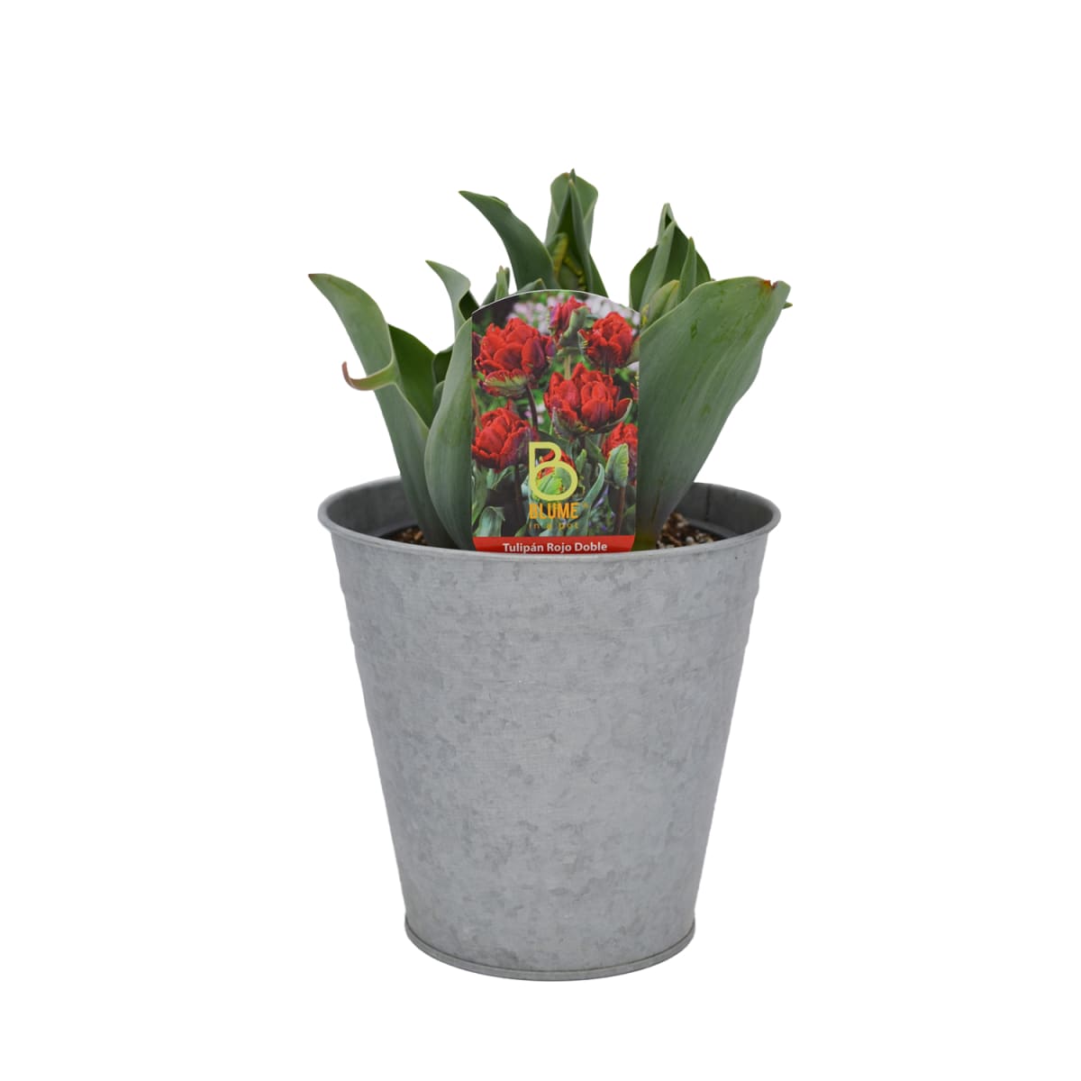 Tulipanes en macetero de latón7