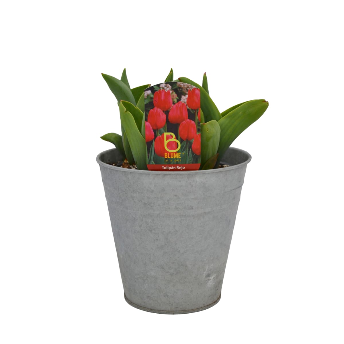 Tulipanes en macetero de latón3