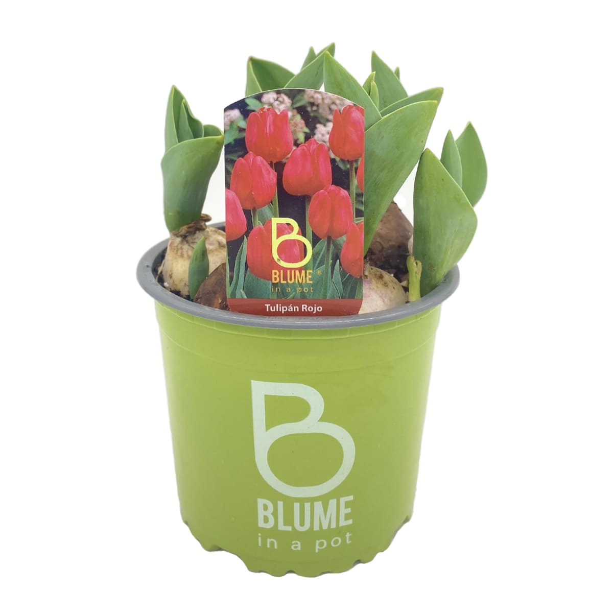 Tulipanes en macetero plástico2