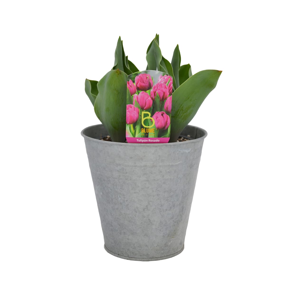 Tulipanes en macetero de latón3