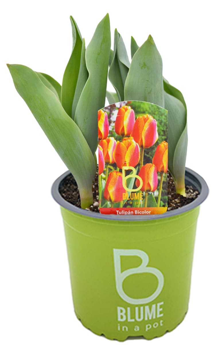 Tulipanes en macetero plástico7