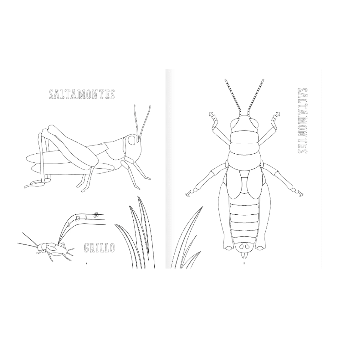 Insectopinta2