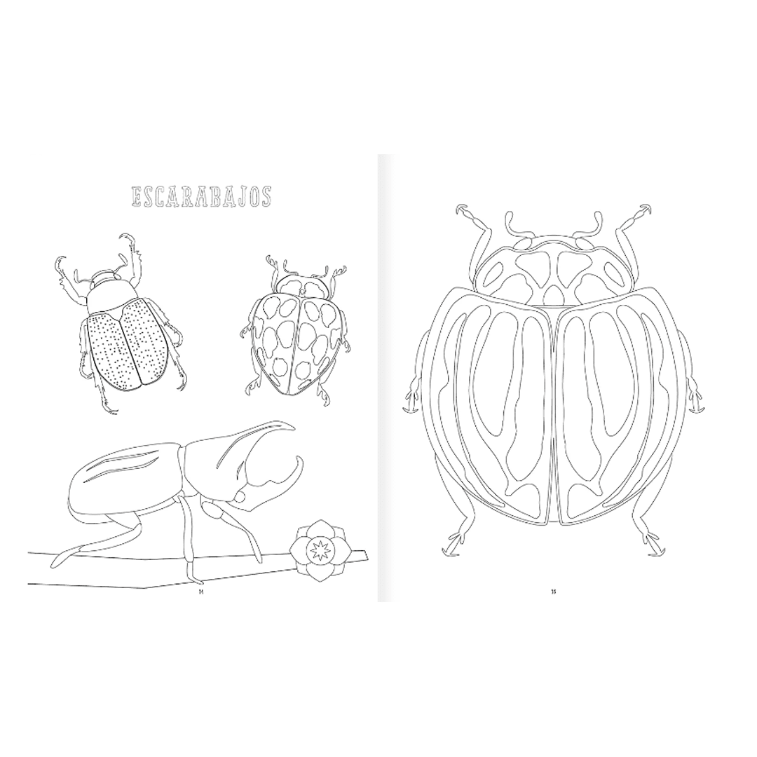 Insectopinta4