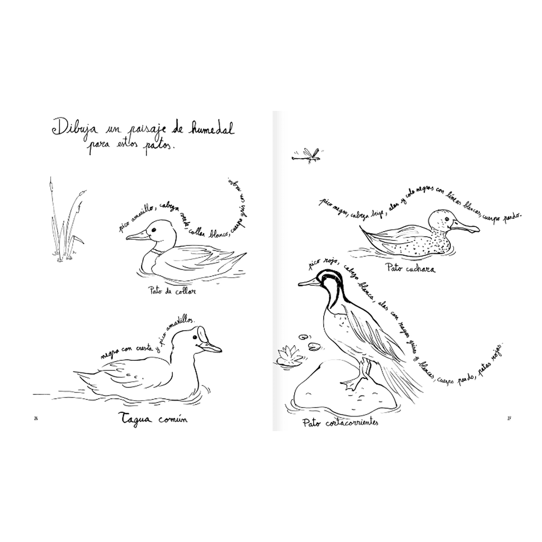 Pintapajaros5