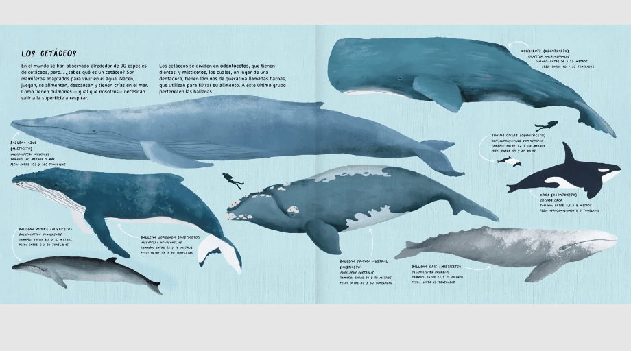 Arya la ballena viajera2