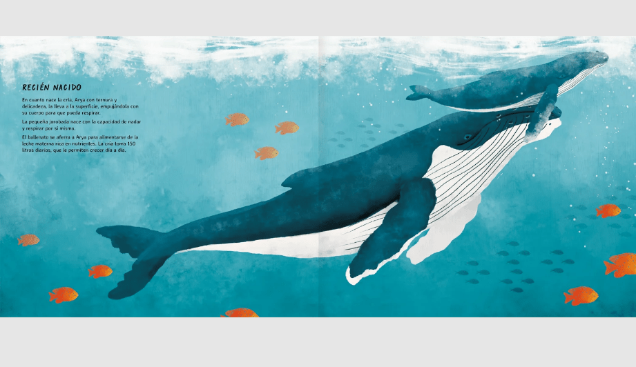 Arya la ballena viajera4