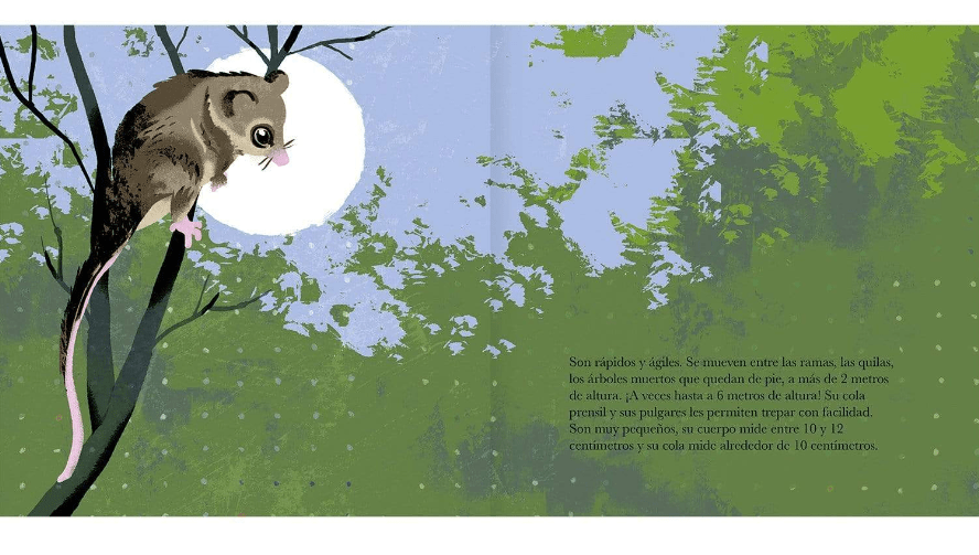 El monito del monte3