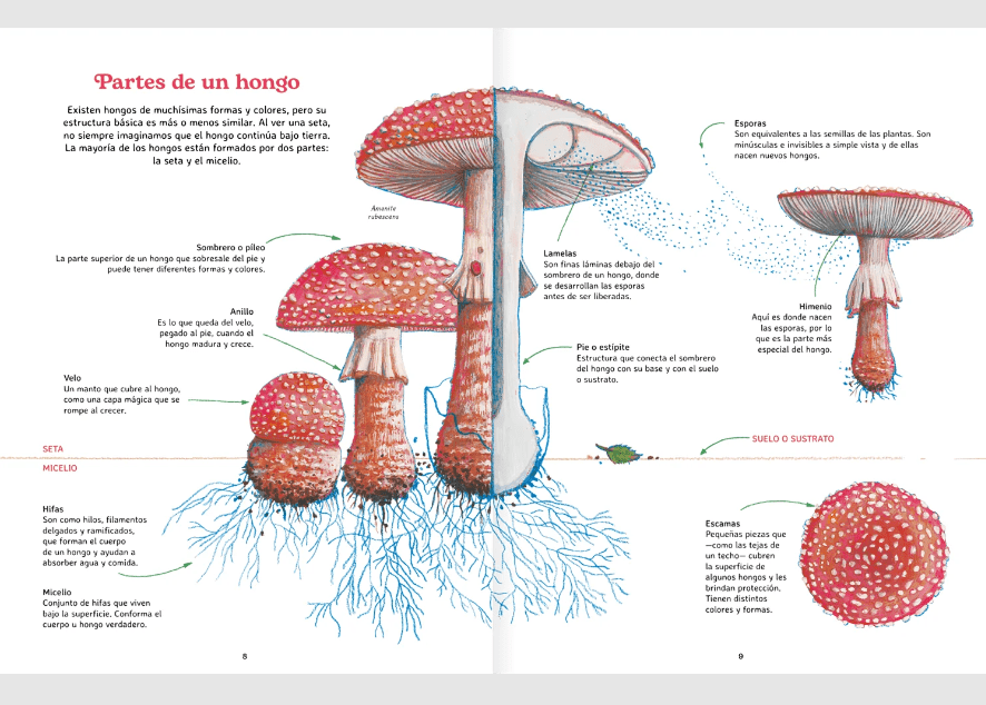 Reino fungi3