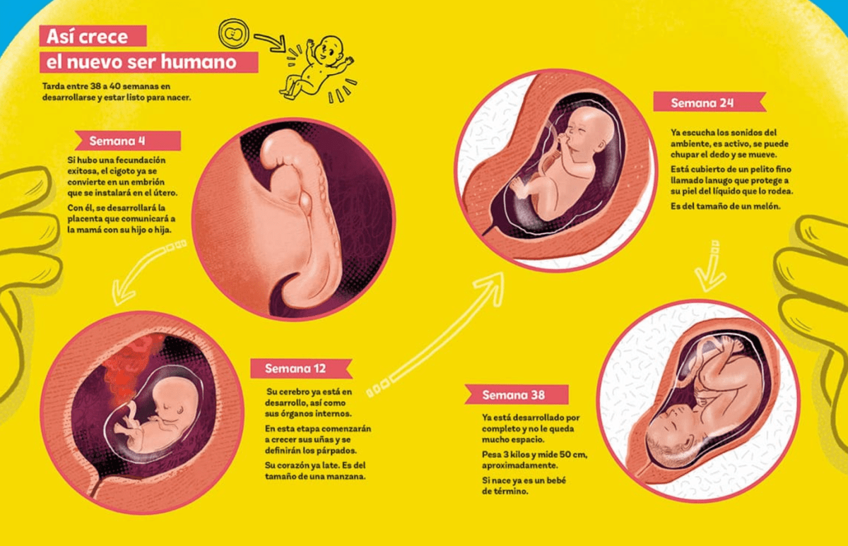 Como se crea un ser humano3