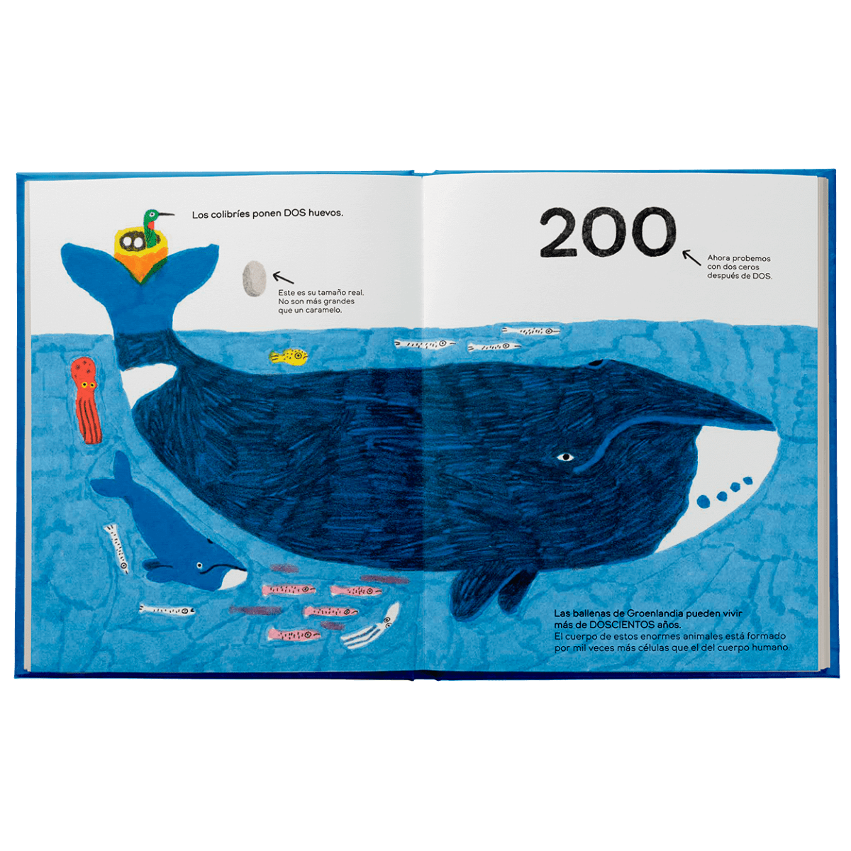 Los pulpos tienen cero huesos3