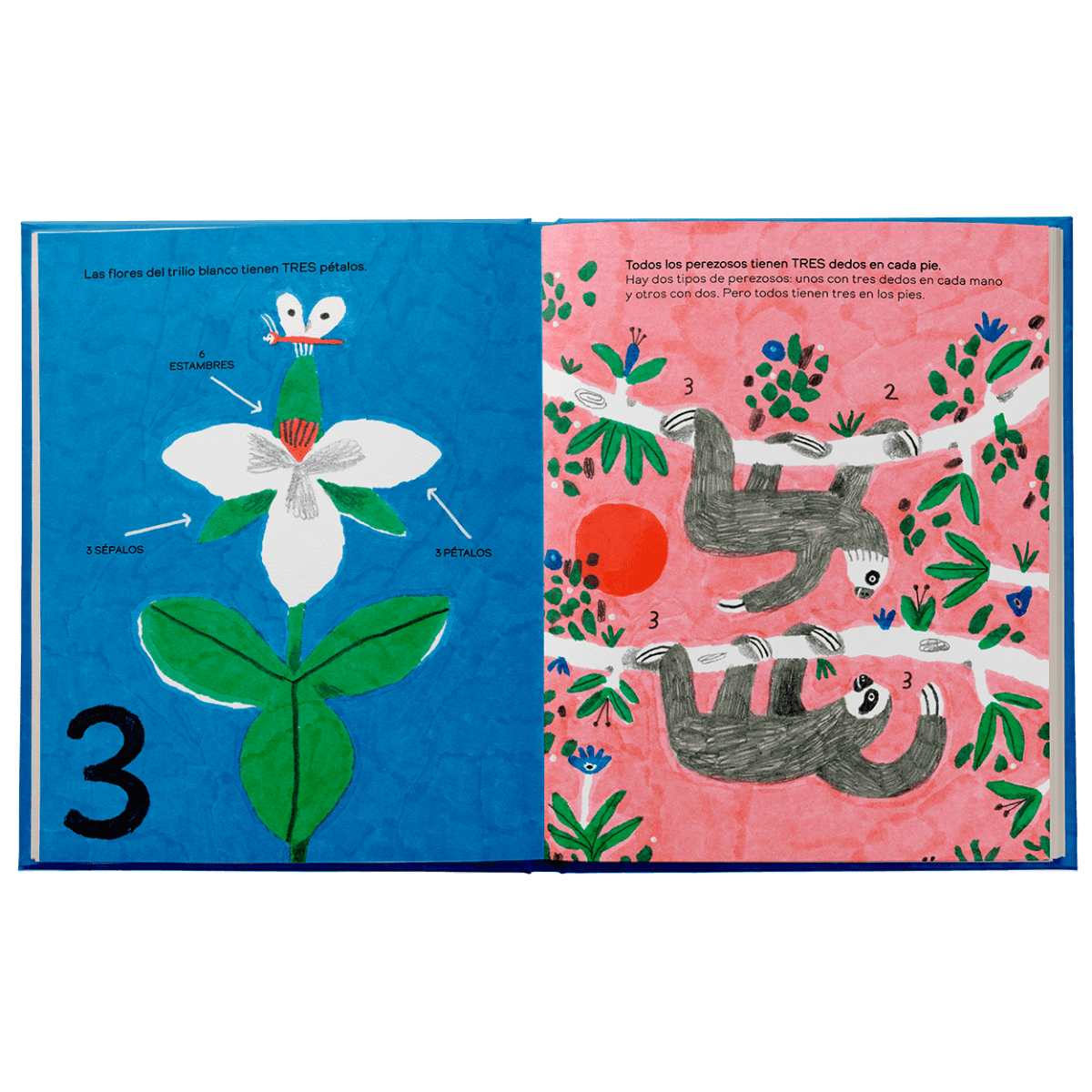 Los pulpos tienen cero huesos6