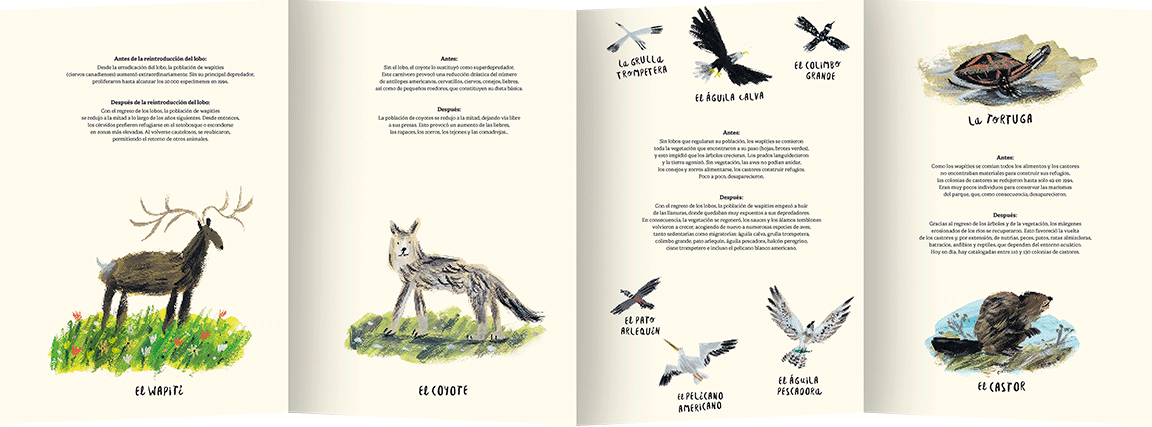 El regreso de los lobos8