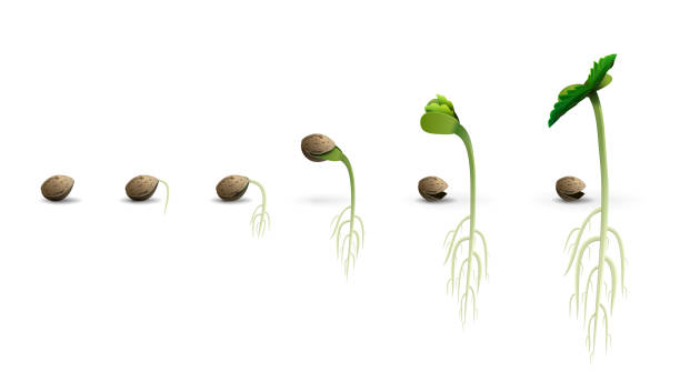 La mejor manera para germinar