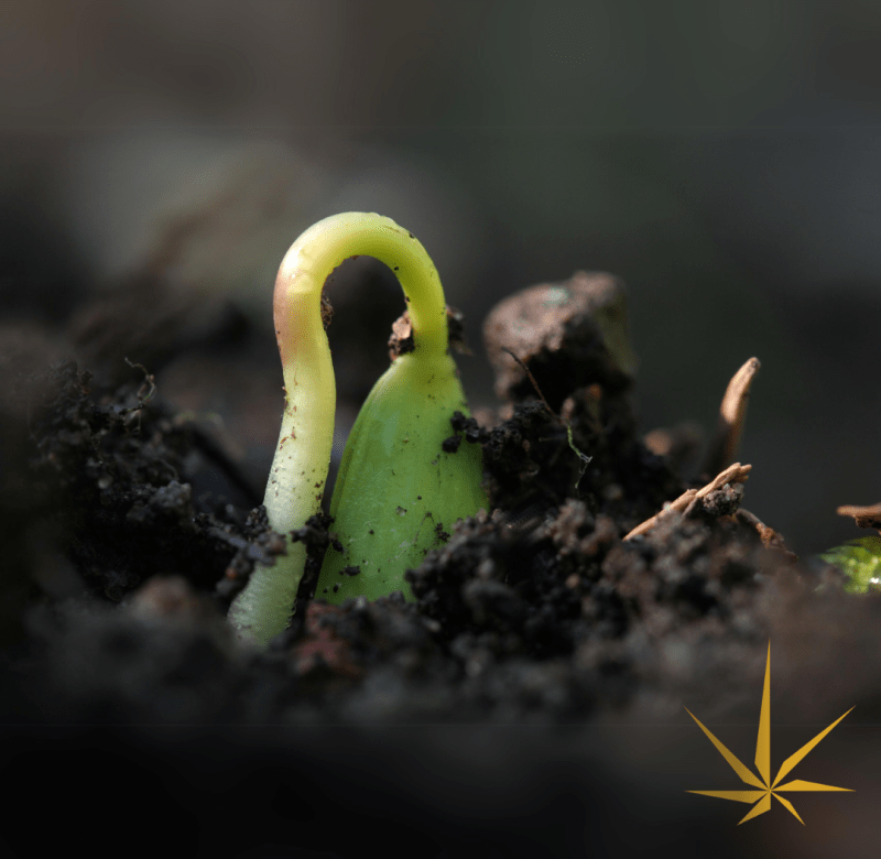 Como plantar tu semilla germinada