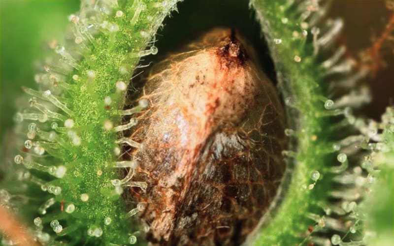 Protege tu Cosecha y la de tu Comunidad