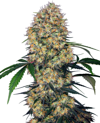 AMNESIA AUTO - SEMILLA GRANEL2