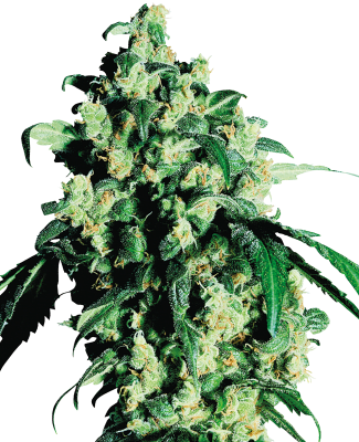 SUPER SKUNK FEM - SEMILLA GRANEL