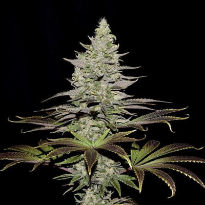 SOMANGO - SEMILLA GRANEL - AUTOMATICA