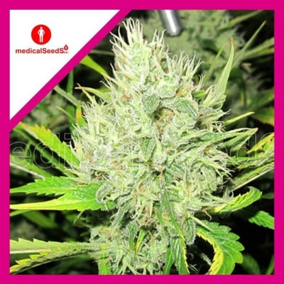 2046 FEM X3+2 CARAMELO KUSH - MEDICAL SEEDS1