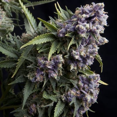 PURPLE FEM X1 - PYRAMID SEEDS1