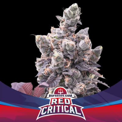 RED CRITICAL AUTO X4 - BSF SEEDS