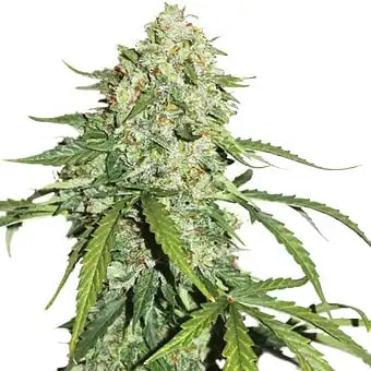 CBD 1:1 SILVER LIME HAZE AUTO X3 - SEEDSTOCKERS1