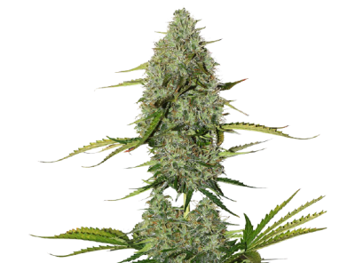 CRITICAL OG FAST - SEMILLA GRANEL