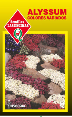ALYSSUM COLORES VARIADOS