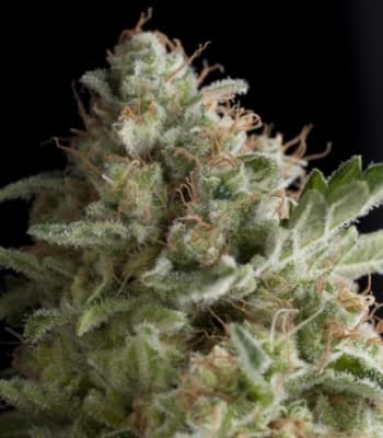 AUTO AMERICAN PIE X3+1 - PYRAMID SEEDS