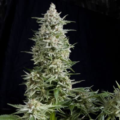 AMNESIA GOLD FEM X1 - PYRAMID SEEDS