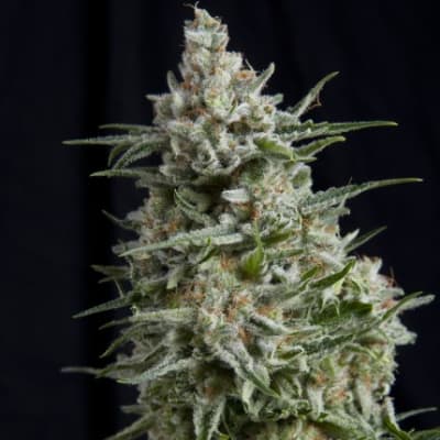 ANESTHESIA FEM X1 - PYRAMID SEEDS1