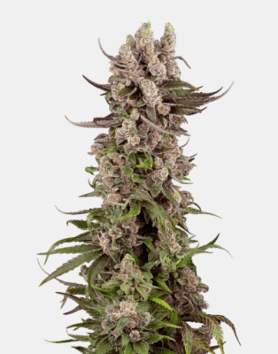 TROPICANA CHERRY FEM - SEMILLA GRANEL